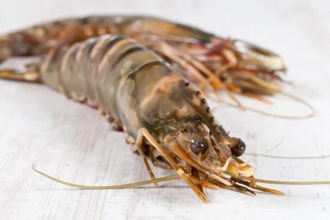 Gambas Stock Photos