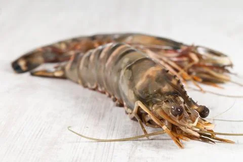 Gambas Stock Photos