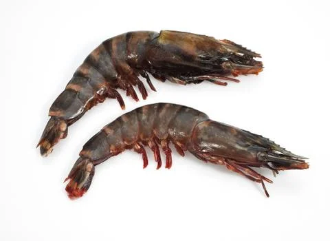 GAMBAS Stock Photos