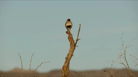 Gambel Quail calling mate 動画素材 310808118