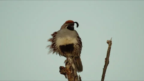 Gambel Quail calling mate Stock Footage 310808167