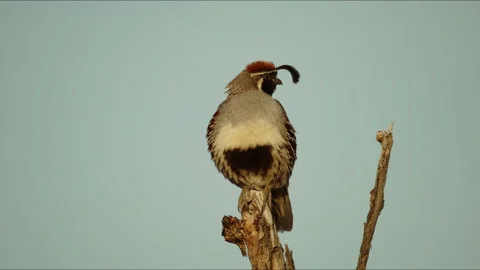 Gambel Quail calling mate 動画素材 310808572