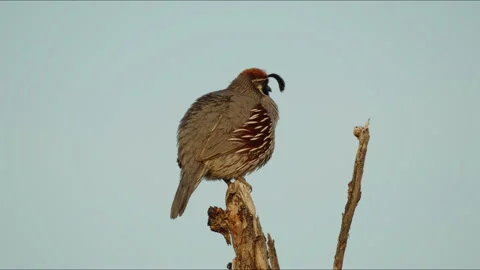 Gambel Quail calling mate 動画素材 310808736