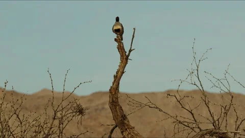 Gambel Quail calling mate Stock Footage 310808954