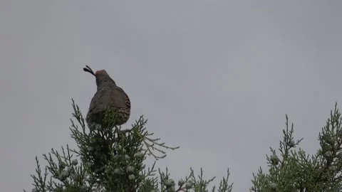 The Gambel's Quail call Stock Footage 130605837