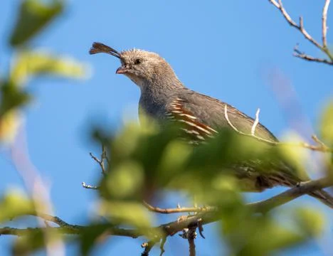 Gambel's Quail Perched on a Tree Branch Plume on Head Stock Photos