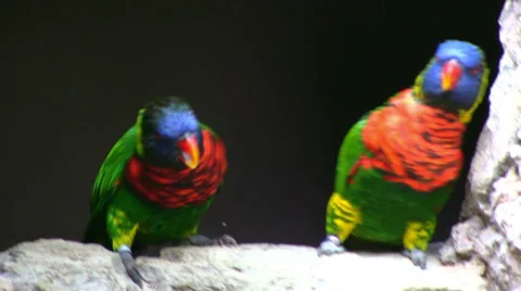 Gambling bird couple Видео 33231289