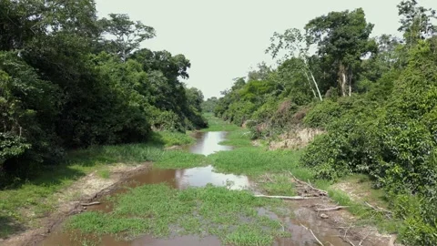 Gamboa 動画素材 299723945