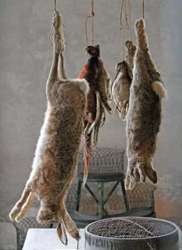 Game Animals. Stock Photos