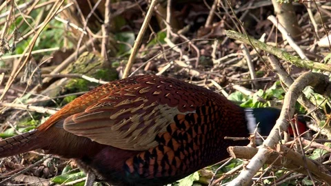 Game bird close up of pheasant feeding on the ground England UK 4K Stock-Footage 101089579