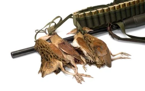 Game birds. Stock Photos