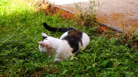 Game of cat and mouse. Gray mouse wants to escape, while black and white ca.. Stock Footage 339434139