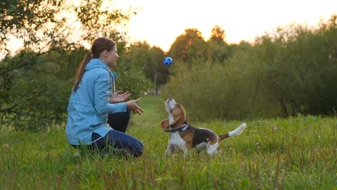 Game with dog. slowmotion Stock Footage 94488424
