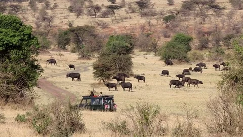 Game drive Stock Footage 69871021