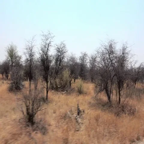 Game Drive in Hwange National Park (Zimb... | Stock Video | Pond5