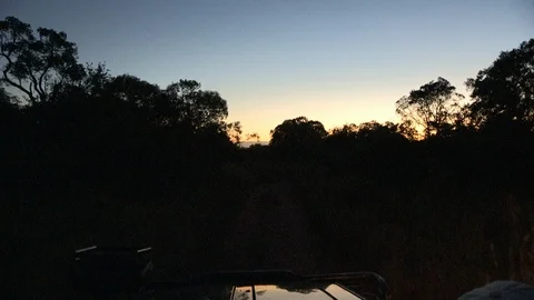 Game drive at night Video stock 91788878