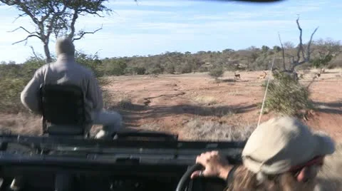 Game drive vehicle inside Stock Footage 22773648