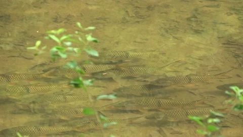 Game fish, Malaysia Stock Footage 159634980