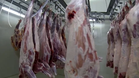 Game meat processing Stock Footage 144553241