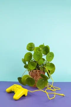 Game of plant Stock Photos