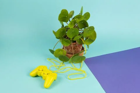 Game of plant Stock Photos