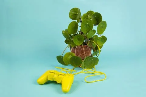 Game of plant Stock Photos
