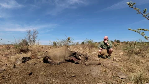 Game Ranger Reflecting Beside Dead Rhino Carcass in Dry Bushveld Stock Footage 346116265