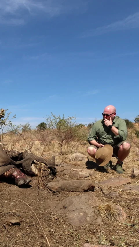 Game Ranger Reflecting Beside Dead Rhino Carcass in South African Bushveld Stock Footage 346486793