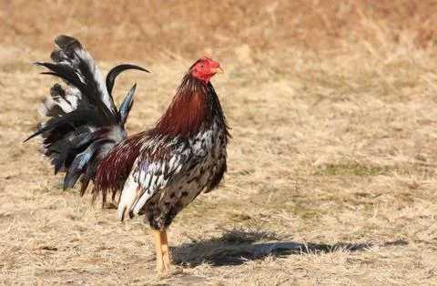 Game Rooster Stock Photos