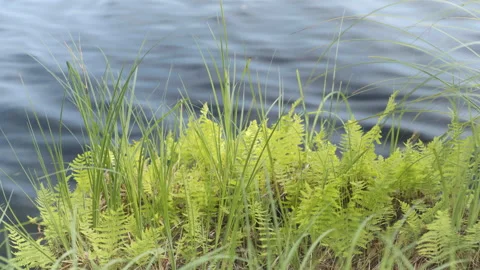 Game with the sun through the birch Stock Footage 146004992