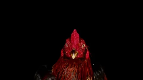Gamecock on isolated black Stock Footage