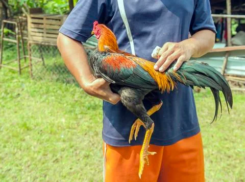 Gamecock Stock Photos