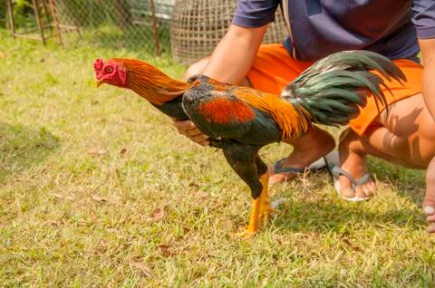 Gamecock Stock Photos