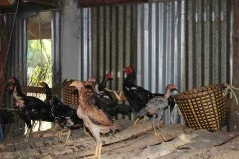 Gamecock Stock Photos