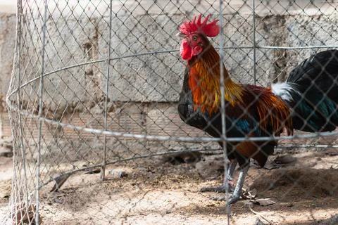 Gamecocks in the chicken coop Stock Photos
