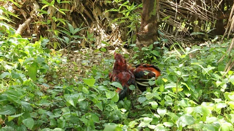 Gamecocks Stock Footage 25594861