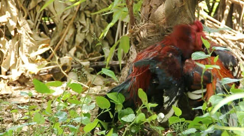 Gamecocks Stock Footage 25595318