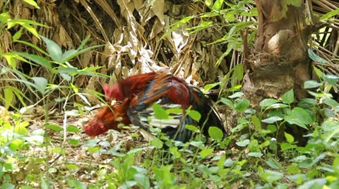 Gamecocks Stock Footage 25595408