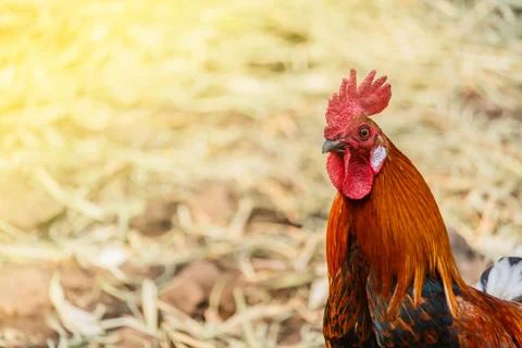 Gamecocks in the garden,selective focus on rooster Stock Photos