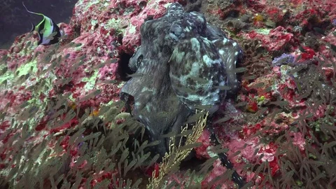 Games of octopuses Stock Footage 84726745