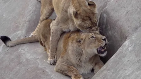 Games of two real wild Asian lionesses Stock Footage 153293853