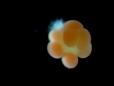 Gamete bundle of the coral Acropora millepora releasing eggs &amp; sperm Stock Footage 101782323