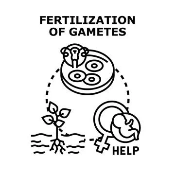 Gamete fertilization process for reproductive help concept Stock Illustration