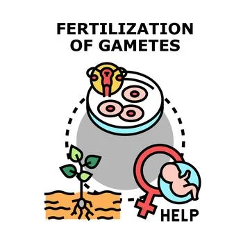 Gamete fertilization process for reproductive help concept Ilustração Stock