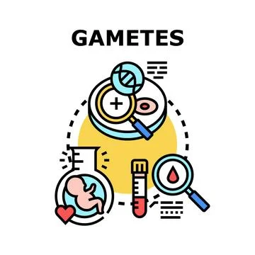 Gametes concept exploring human reproduction and genetic research Stock Illustration