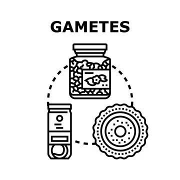 Gametes concept representing fertilization and reproduction process Illustrazione stock