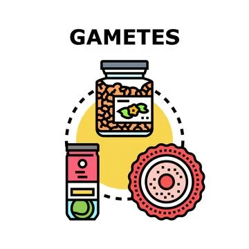 Gametes concept representing fertilization and reproduction process Illustrazione stock
