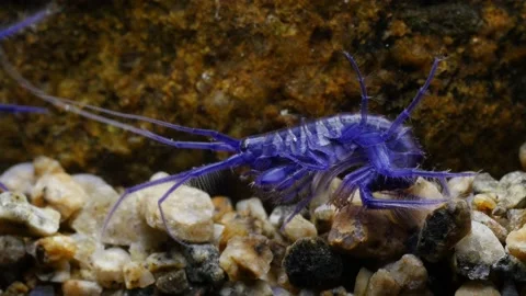 GAMMARUS01212720 Stock Footage 163526064