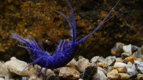 GAMMARUS01213590 Stock Footage 163525998