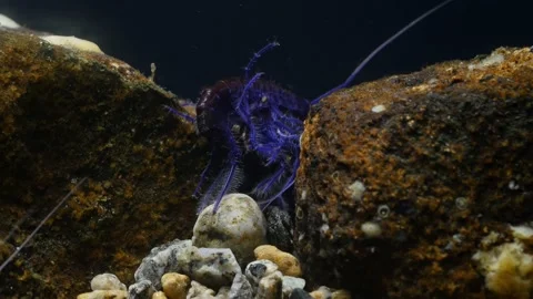 GAMMARUS01215462 Stock Footage 163526101